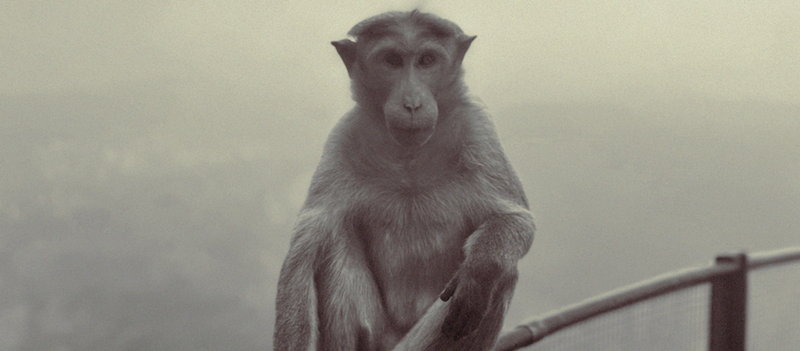Mandatory sibling photo for Evolution, Shot by iphone 13, Loc: Conoor, Tamil Nadu, India . Wide Camera 26mm, f1.6 , ISO 50, <sup>1</sup>&frasl;<sub>4149</sub> s  